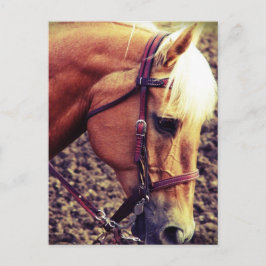 Western Palomino Vykort