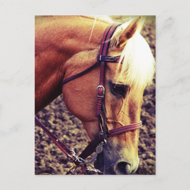 Western Palomino Vykort (Framsida)