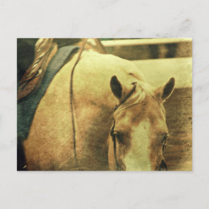 Western Palomino Vykort