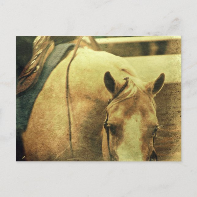 Western Palomino Vykort (Framsida)