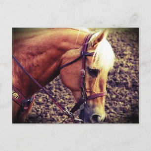 Western Palomino Vykort