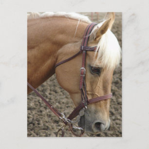 Western Palomino Vykort
