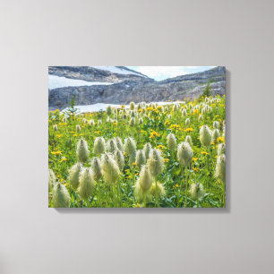 Western Pasqueflower Öster Kootenay-bergen Canvastryck