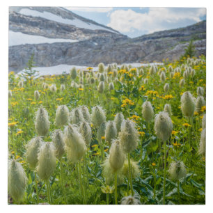 Western Pasqueflower Öster Kootenay-bergen Kakelplatta