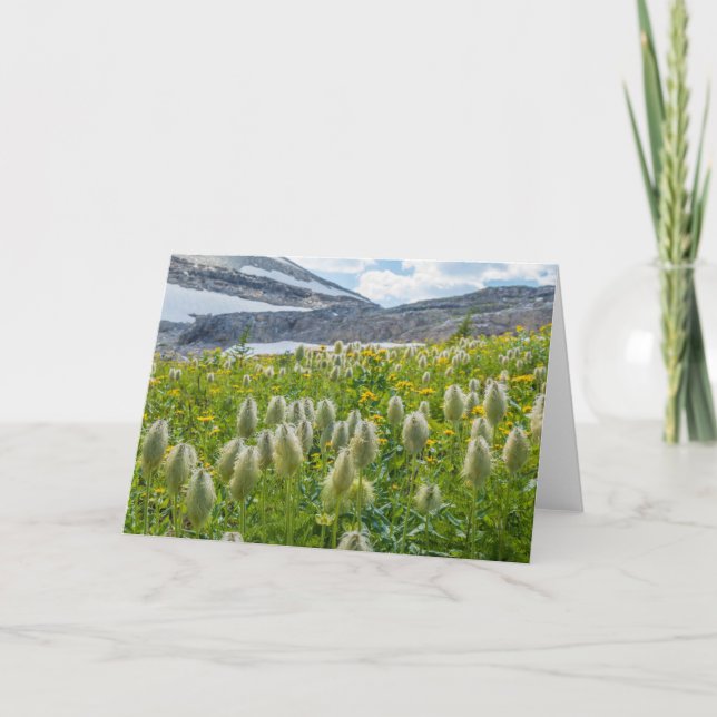Western Pasqueflower | Öster Kootenay-bergen Kort (Framsida)