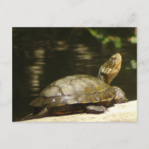 Western Pond Turtle Vykort