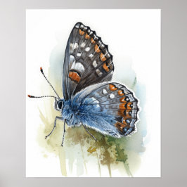 Western Pygmy Butterfly Art-utskrift Poster