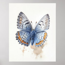 Western Pygmy Butterfly Art-utskrift Poster