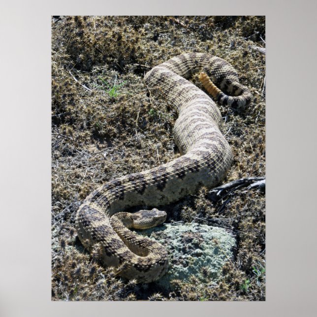 Western Rattlesnake Poster (Framsidan)