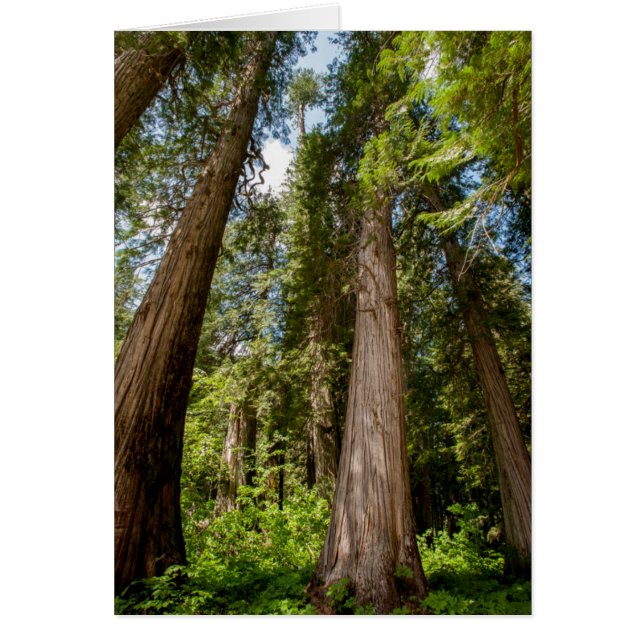 Western Red Cedar Träd Hälsningskort (Framsidan)