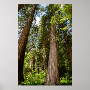 Western Red Cedar Träd Poster