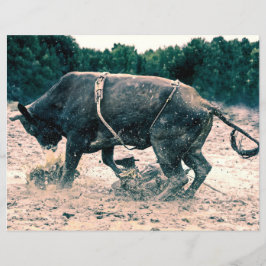 Western Rodeo Black Bull Land Cowboyr Rustic