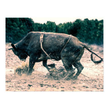 Western Rodeo Black Bull Land Cowboyr Rustic