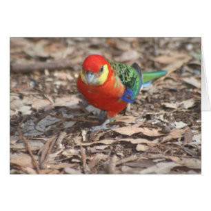 Western Rosella - Platycercus icterotis Hälsningskort