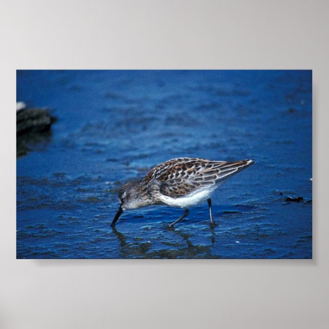 Western sandpiper poster (Framsidan)