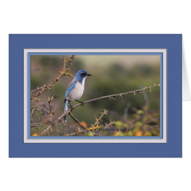 Western_scrub_jay_1613 Hälsningskort (Framsidan Horizontal)