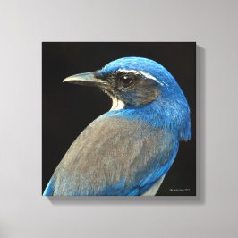 Western Skryssb Jay Canvastryck