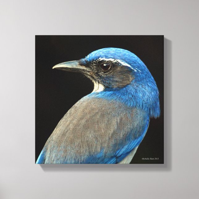 Western Skryssb Jay Canvastryck (Framsida)