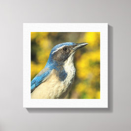 Western Skryssb Jay Canvastryck