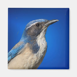 Western Skryssb Jay Magnet