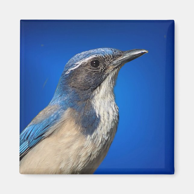 Western Skryssb Jay Magnet (Framsidan)
