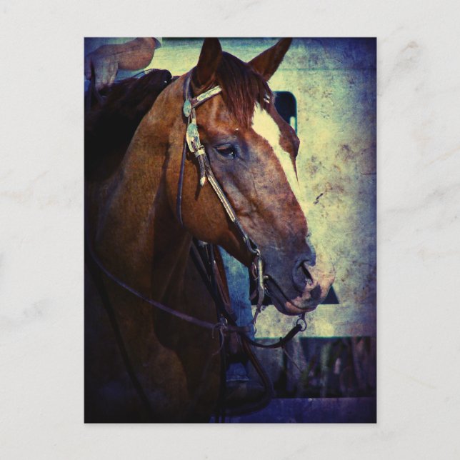 Western Sorrel Grunge Vykort (Framsida)