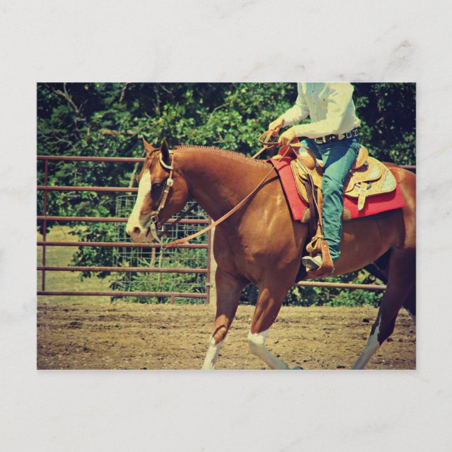 Western Sorrel Vykort (Framsida)