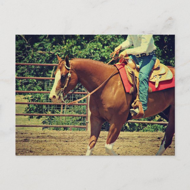 Western Sorrel Vykort (Framsida)