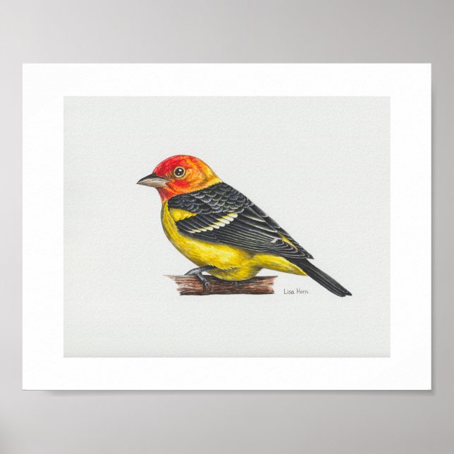 Western Tanager Art-utskrift Poster (Framsidan)