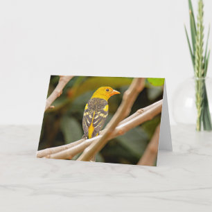 Western Tanager Bird Kort