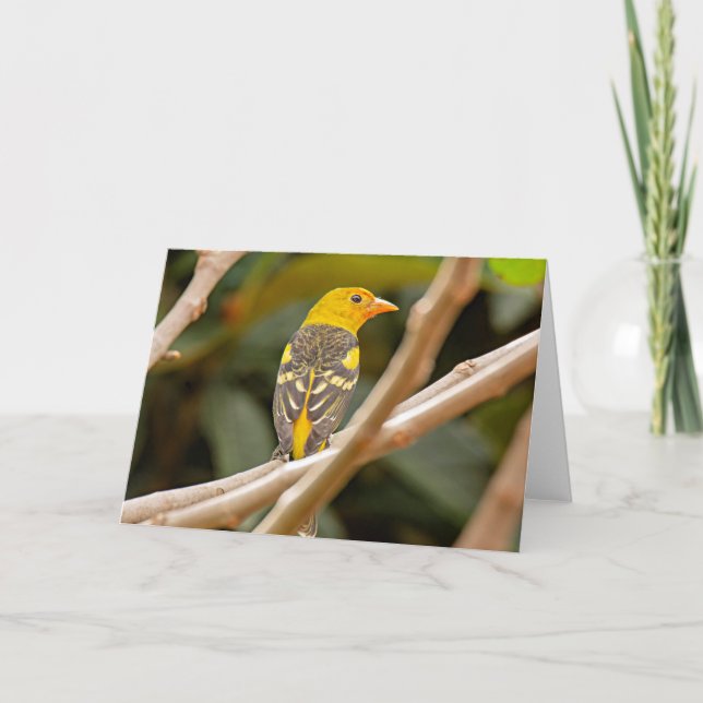 Western Tanager Bird Kort (Framsida)