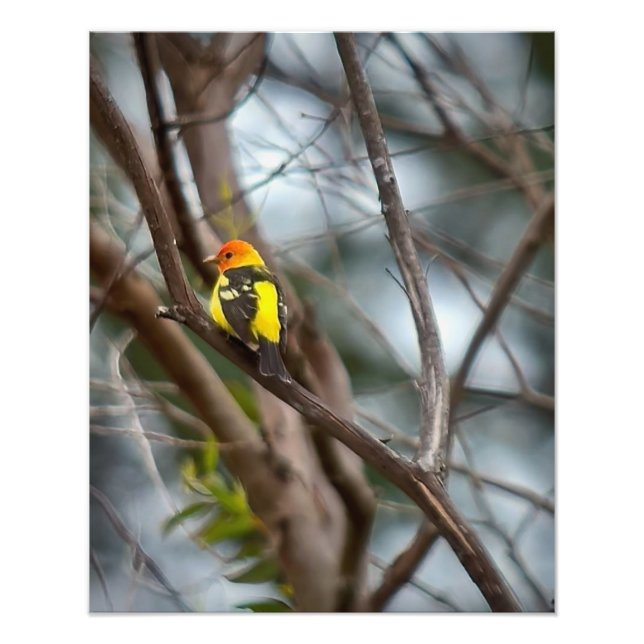 Western Tanager Fototryck (Framsidan)