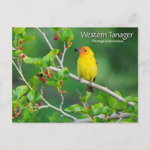 Western Tanager Gult Bird Vykort