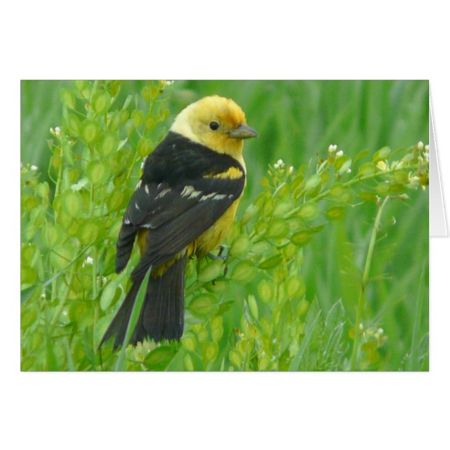 Western Tanager Hälsningskort (Framsidan Horizontal)