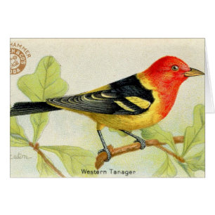 Western Tanager Hälsningskort