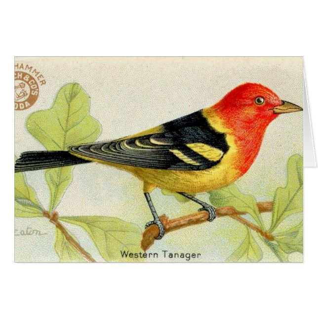 Western Tanager Hälsningskort (Framsidan Horizontal)
