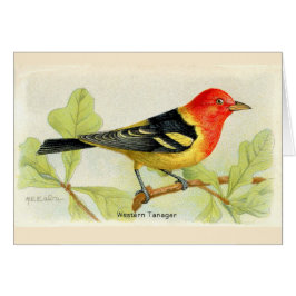 Western Tanager Hälsningskort