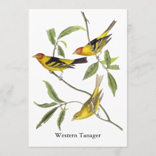 Western Tanager - John James Audubon Inbjudningar