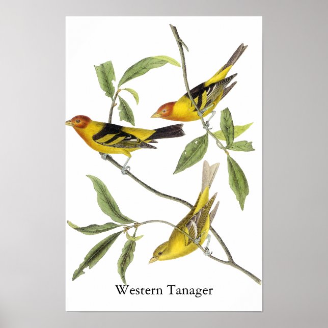 Western Tanager - John James Audubon Poster (Framsidan)