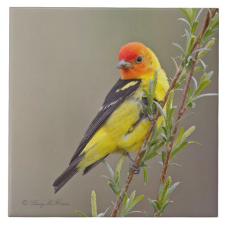 Western Tanager Kakelplatta