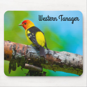 Western Tanager Musmatta