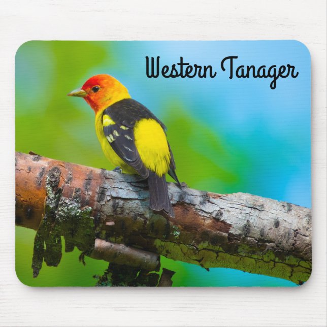 Western Tanager Musmatta (Framsidan)