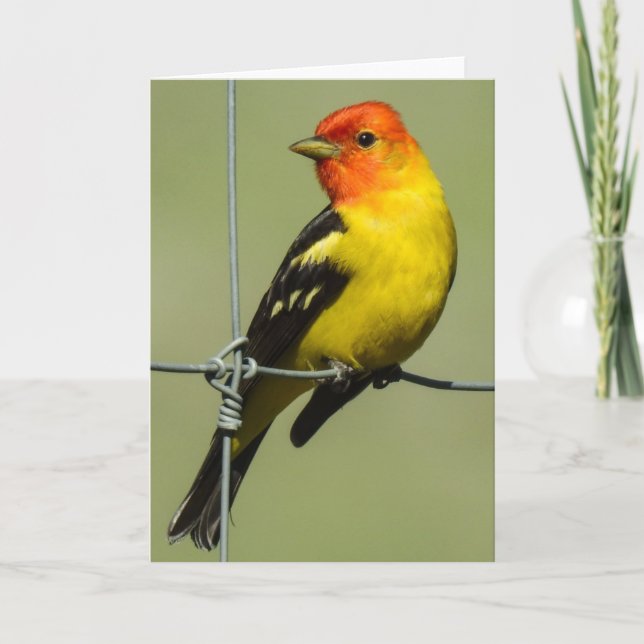Western Tanager Notecard Kort (Framsida)