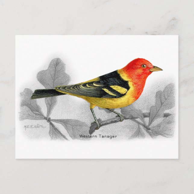 Western Tanager Vykort (Framsida)