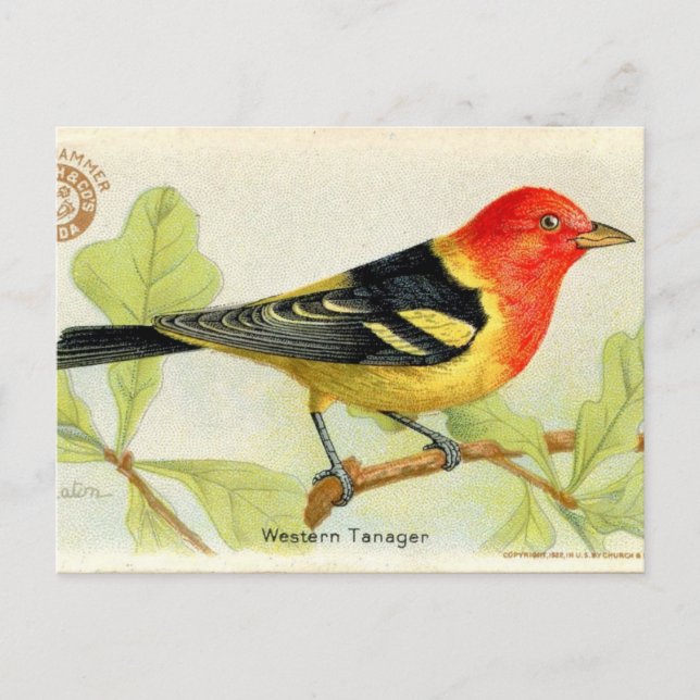 Western Tanager Vykort (Framsida)