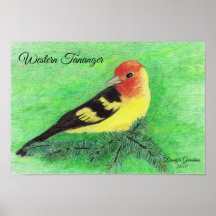 Western Tananger Bird Färgpenna Art