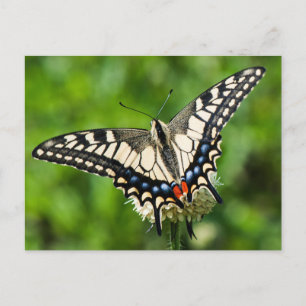 Western tiger (Papilio rutulus) Vykort