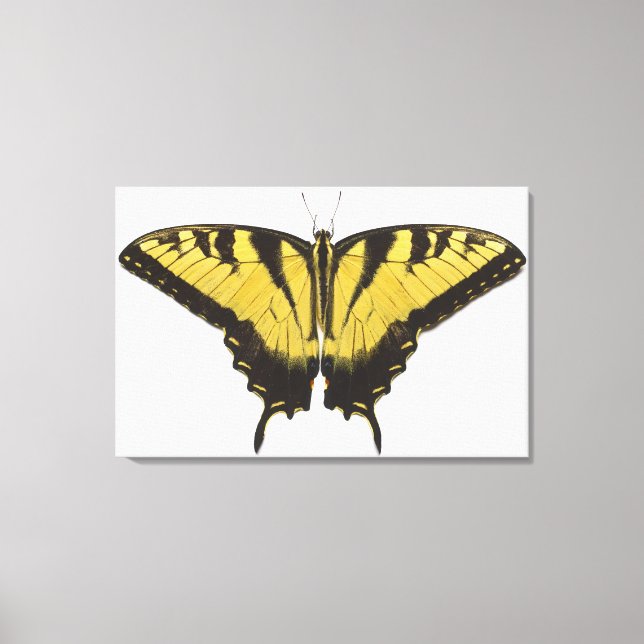 Western Tiger Swallowtail Butterfly Canvastryck (Framsida)