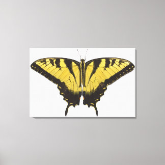 Western Tiger Swallowtail Butterfly Canvastryck