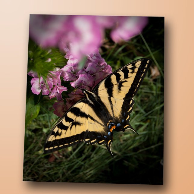 Western Tiger Swallowtail Butterfly Closeup Photo Vykort (Western tiger swallowtail butterfly closeup photo, yellow and black wings, pink summer garden flower)